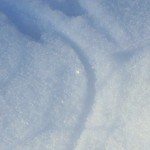 Mouse track in snow_ ©Tiffany Salter
