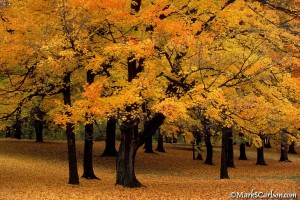 Sugar Maple trees with fallen leaves, autumn ©markscarlson.com | Great Lakes Photo Tours