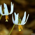 Pair-of-White-Trout-Lily-blossoms-©markscarlson.com | Great Lakes Photo Tours