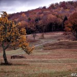 Pear Tree with hay rake, ©Eric Holubow, 10-20-2012