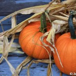 Two pumpkins with corn stalks, ©Mike Criswell, 10-14-2012