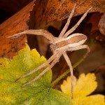 Wolf Spider in autumn leaves; ©Steve Sage, 10-23-12