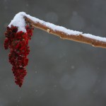 Staghorn Sumac branch and fruit with snow; ©Susan Moore | Great Lakes Photo Tours