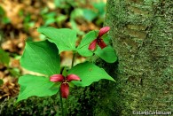 Red Trillium pair beside birch tree ©Mark S. Carlson | Great Lakes Photo Tours