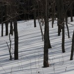 Young Black Locust trees with shadows, winter; ©Susan Moore | Great Lakes Photo Tours