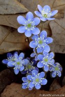 Hepatica opening in sunshine, ©Mark S. Carlson | Great Lakes Photo Tours