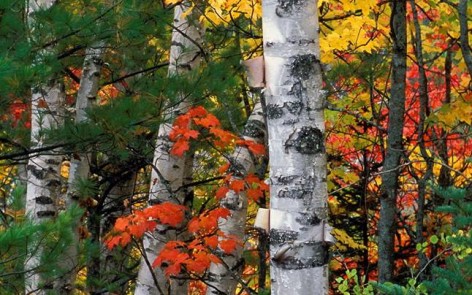 Paper Birch trees mixed with red maples and evergreens in autumn; ©markscarlson.com | Great Lakes Photo Tours