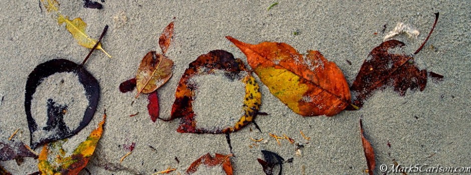 Leaves along wave-line of beach; ©markscarlson.com_resize