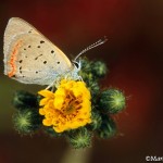American-Copper-Butterfly-on-emerging-hawkweed-©markscarlson.com | Great Lakes Photo Tours