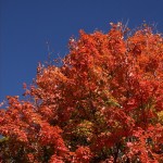 Autumn mape tree, blue sky; ©Kevin Gates