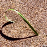 Beach-grass-heart-©markscarlson.com | Great Lakes Photo Tours