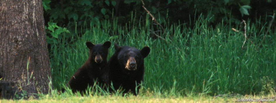 Black bear cub with Mother; ©markscarlson.com_resize