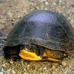 Blanding's Turtle; ©markscarlson.com | Great Lakes Photo Tours