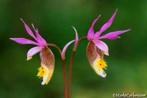 Calypso Lady Slipper, pair blooming back-to-back ©markscarlson.com