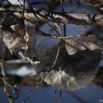 Cottonwood leaves_ ©Diana Marinez
