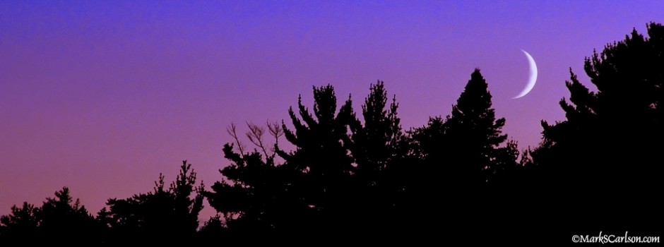 Crescent moon over silhouetted evergreens; ©markscarlson.com_resize
