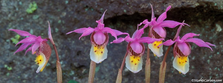 Five Calypso bulbosa orchids; ©markscarlson.com_resize