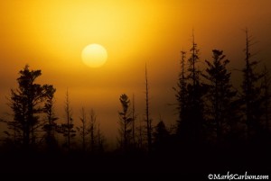 Foggy yellow sunrise over silhouetted evergreens ©markscarlson.com