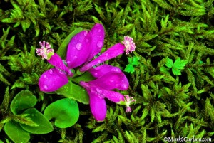Fringed Polygala, plant with 3 blooms in moss; ©markscarlson.com