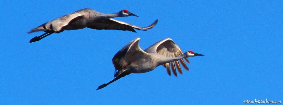 Greater Sandhill Cranes, two landing; ©markscarlson.com_resize