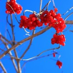 Highbush cranberry_ ©Catherine Tonning-Popowich