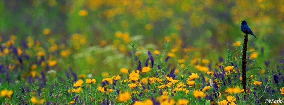 Indigo Bunting, male, singing in wildflower meadow; ©markscarlson.com