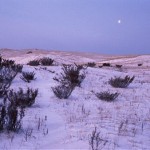 Juniper-bushes-and-moon-atop-S.B.D.-winter | Great Lakes Photo Tours