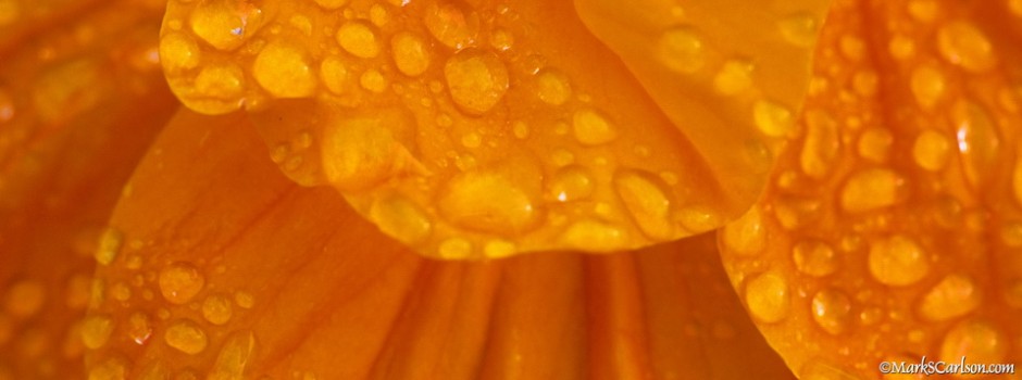Nasturtium flower close-up with dew; ©markscarlson.com_resize