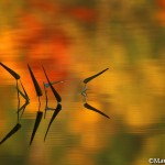 Pickerel Weed in lake with autumn reflections ©markscarlson.com | Great Lakes Photo Tours