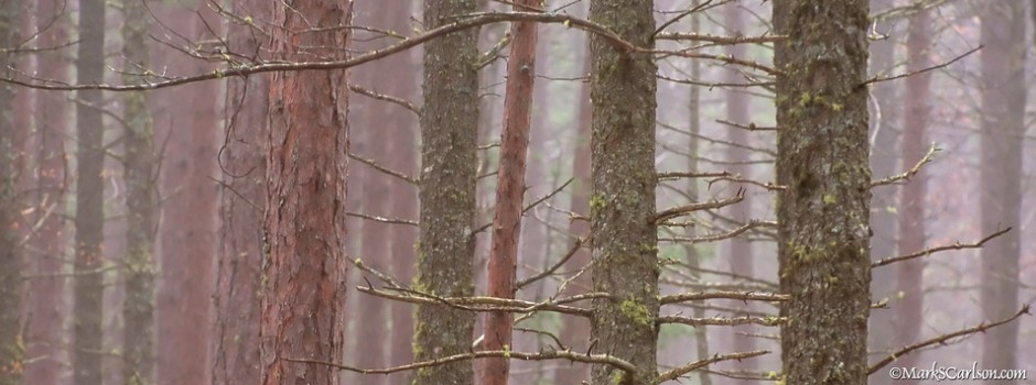 Pine tree trunks in fog; ©markscarlson.com_resize