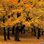 Sugar Maple trees with fallen leaves, autumn ©markscarlson.com | Great Lakes Photo Tours