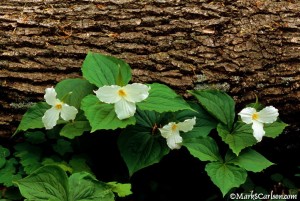 Trillium- four in bloom in front of fallen log; ©markscarlson.com