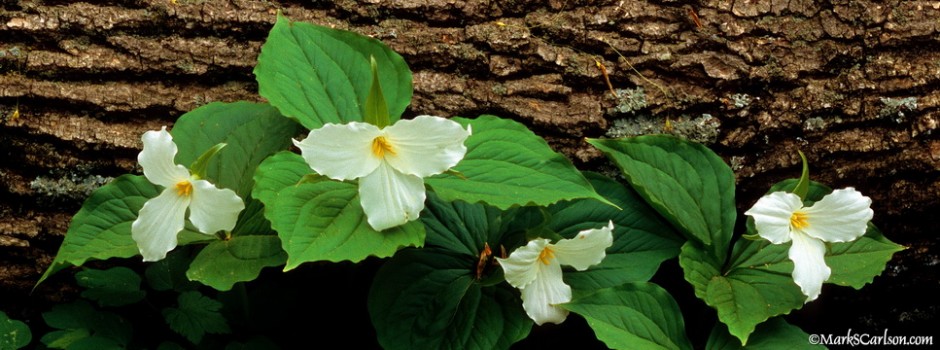 Trillium, Lg.-flowered, four in bloom in front of fallen log; ©markscarlson.com_resize