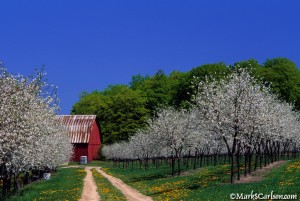 Two-track leading to barn through blooming cherry orchard; ©markscarlson.com