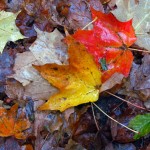 ©Janelle Will; Wet maple leaves