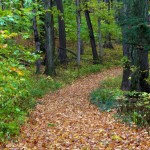 ©Kristen Kernstock; Leaf-covered pathway