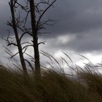 ©Tom Kernstock; Trees and dune grass, storm