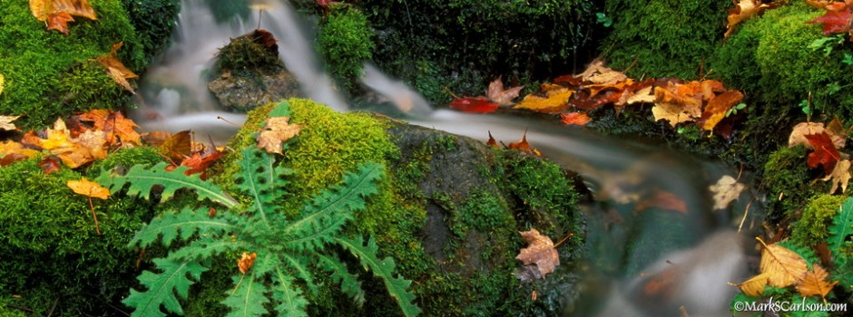 Mossy waterfall, autumn; ©markscarlson.com_resize