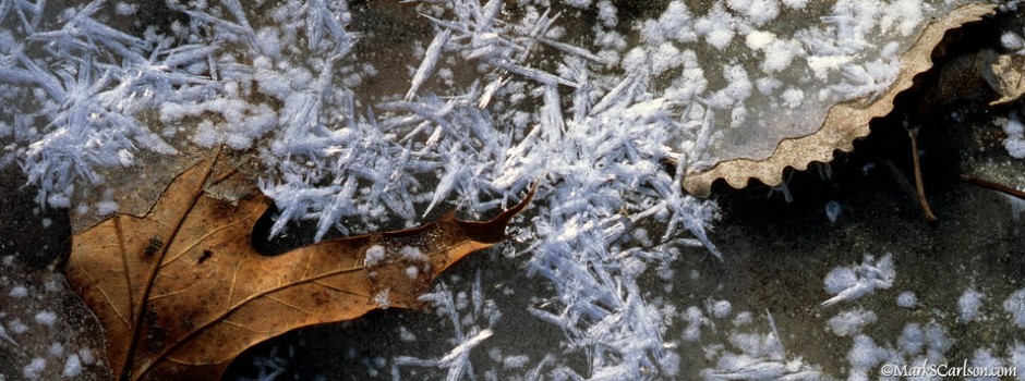 Red oak and cottonwood leaves in ice with hoar frost crystals; ©markscarlson.com_resize