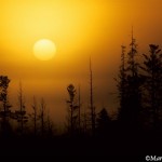Foggy yellow sunrise over silhouetted evergreens ©markscarlson.com | Great Lakes Photo Tours
