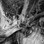 Gnarled tree roots; ©Jeff Betman, 08-24-12