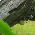 Large spider on dead tree; 08-24-2012; ©Ileana Habsburg-Snyder
