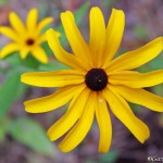 Pair of Black-eyed Susan blossoms; ©Gary Feiten, 8-24-12