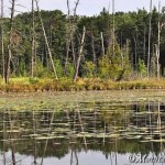 Tree snags and lily pads in lake reflection ©Monica Andrews, 08-24-12