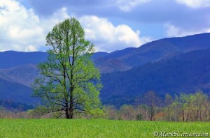 Tree with young leaves, Cades Cove; ©markscarlson.com