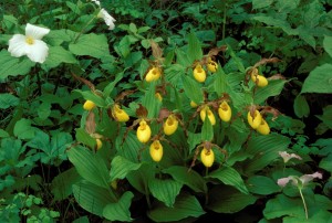 Yellow Lady's-slipper grouping and Trillium, ©markscarlson.com
