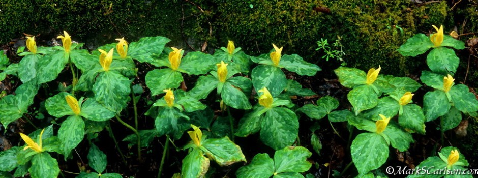 Yellow Toadshade trillium colony; ©markscarlson.com Slider-Sized_resize