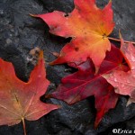 Autumn maple leaves on rock, ©Erica Criswell, 10-14-2012