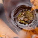Green Frog face emerging from puddle with autumn leaves; ©Steve Sage, 10-23-12