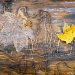 Maple leaves on log with beetle carvings, ©Jeff Betman, 10-23-12